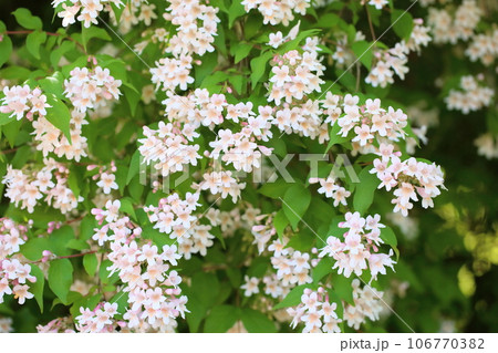 ショウキウツギの花 満開 ショウキウツギの花 満開 106770382