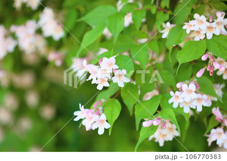 ショウキウツギの花 満開 ショウキウツギの花 満開 106770383
