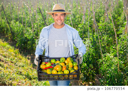 Gardener showing tomatoes harvest on vegetable plantation 106770554