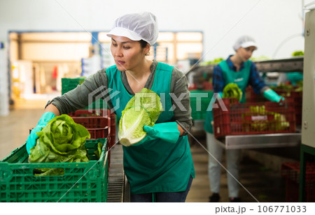 Asian woman working in vegetable factory 106771033