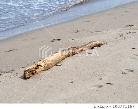 砂浜の流木。の写真素材 [106771167] - PIXTA