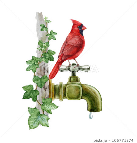Red cardinal bird came for a drink on a vintage style metal water tap. Watercolor illustration. Hand painted cardinal on a garden metal faucet ivy covered. Cute nature scene. White background Red cardinal bird came for a drink on a vintage style metal water tap. Watercolor illustration. Hand painted cardinal on a garden metal faucet ivy covered. Cute nature scene. White background 106771274