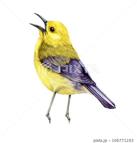 Warbler bird watercolor illustration. Hand drawn tiny singing bright bird. Prothonotary warbler bird detailed realistic painted image. Protonotaria citrea isolated on white background 106771283