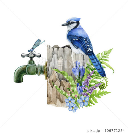 Blue jay bird on a garden water tap with floral decor. Watercolor illustration. Hand drawn vintage style garden faucet with a bird on it with spring tender flowers and leaves. White background 106771284