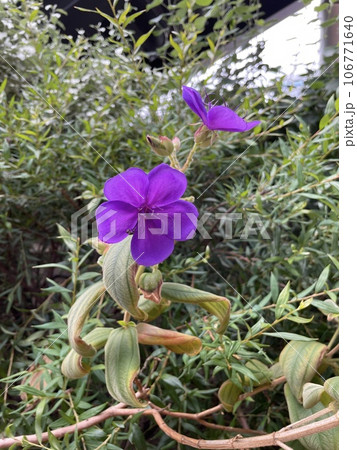 シコンノボタン(スパイダーフラワー) シコンノボタン(スパイダーフラワー) 106771640