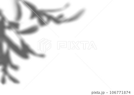 オリーブの葉の影 106771874