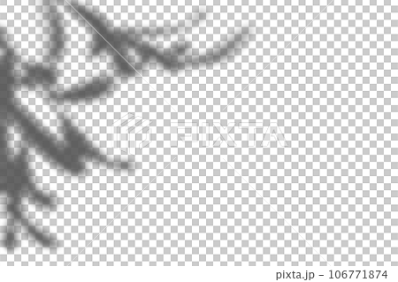 オリーブの葉の影 106771874