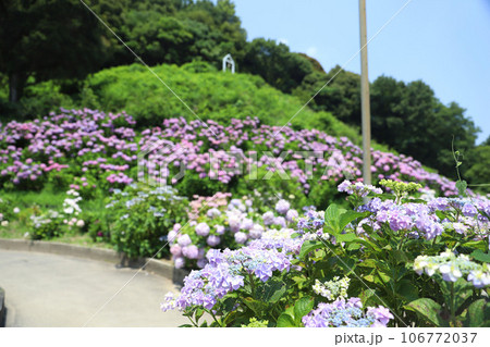 形原温泉 あじさいの里 形原温泉 あじさいの里 106772037