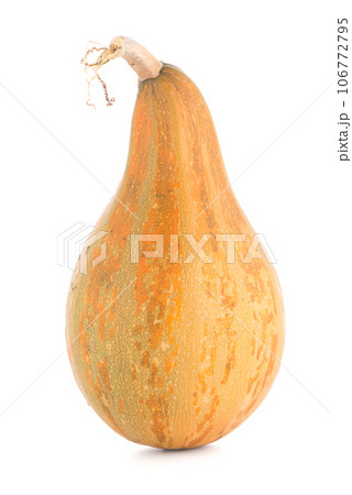 Pumpkin 106772795
