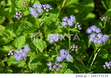 ユーパトリウム 106773534