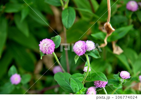 センニチコウのピンクの花 センニチコウのピンクの花 106774024