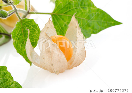 Physalis 106774373
