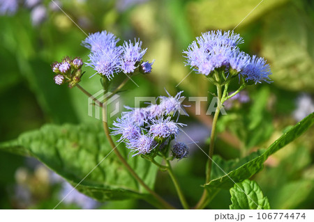 ユーパトリウム 106774474