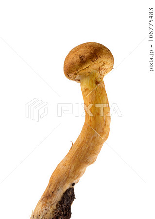 Gymnopilus junonius 106775483
