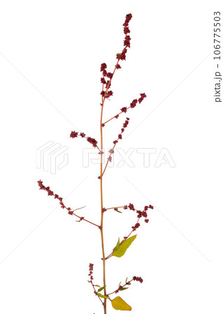 Atriplex prostrata 106775503