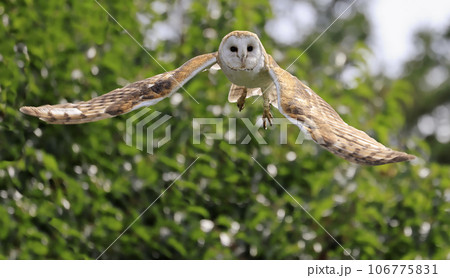 Barn Owl in flight, Quebec, Canada 106775831