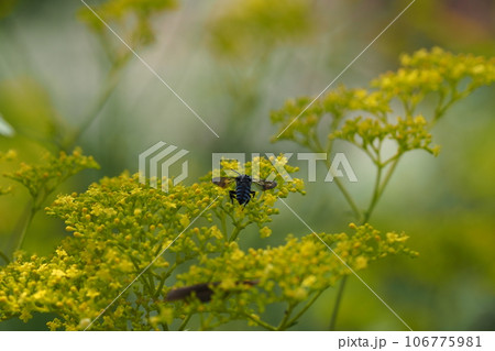 おみなえしの花とブルービー おみなえしの花とブルービー 106775981