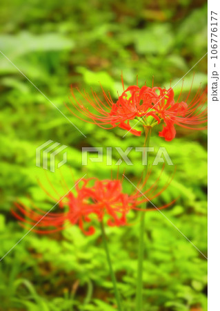 鮮紅色の美しい彼岸花 106776177