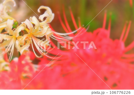 爽やかなクリーム色の彼岸花 106776226