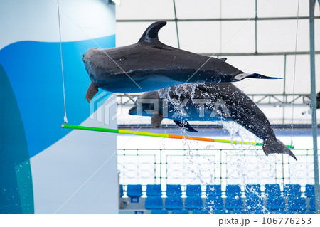 Dolphin jumping in the show 106776253
