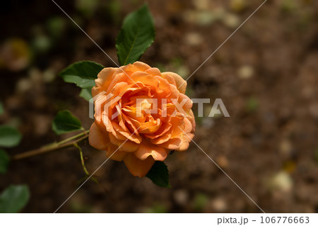 初夏のバラ、レディオブシャーロット 106776663