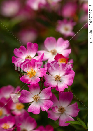 ピンクの薔薇の花びら 106776718