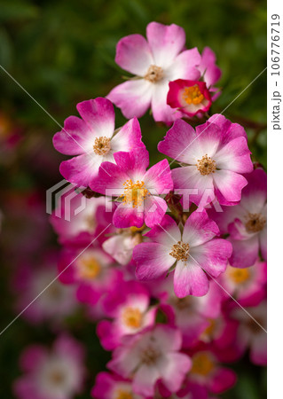 ピンクの薔薇の花びら 106776719