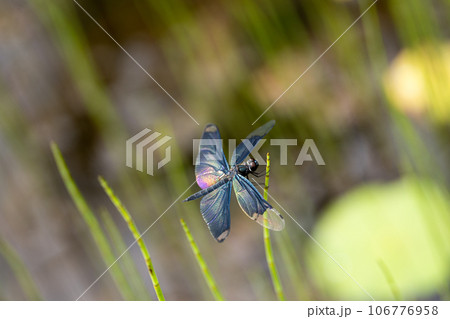 沼地のチョウトンボ 106776958