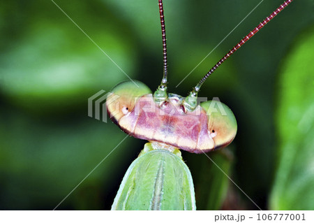 上から頭部を撮ったカマキリの写真素材 [106777001] - PIXTA