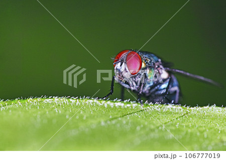 葉に止まっているハエ 106777019