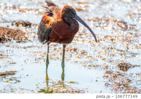 The glossy ibis, latin name Plegadis falcinellus, searching for food in the shallow lagoon. The glossy ibis, latin name Plegadis falcinellus, searching for food in the shallow lagoon. 106777149
