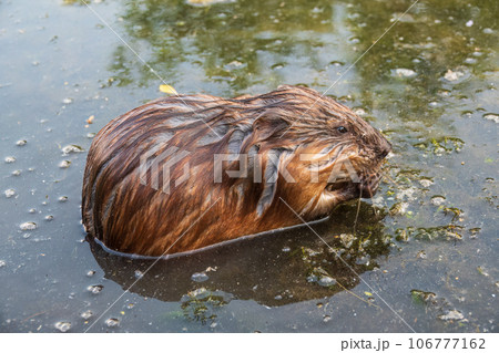 Wild animal Muskrat, Ondatra zibethicuseats, eats on the river bank 106777162