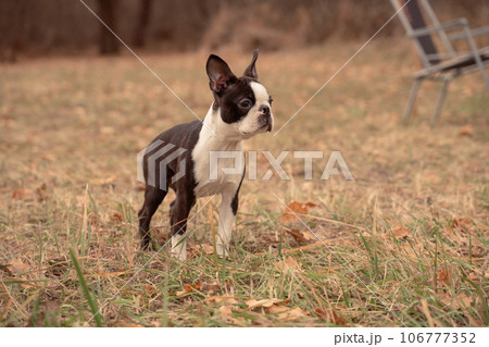 Boston terrier dog outside. Dog in the autumn field 106777352