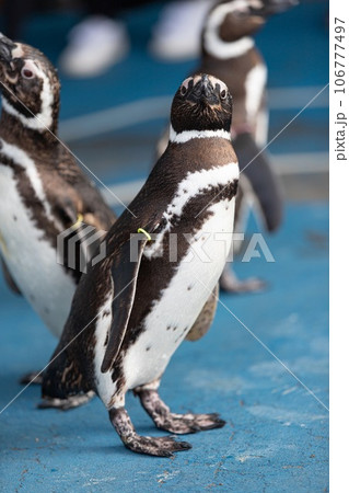 ペンギンの立ち姿 106777497