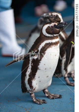 ペンギン、パタパタ 106777498