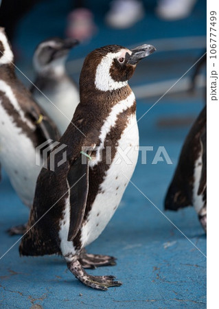 横からペンギン 106777499