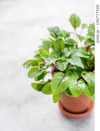 A pot with fresh sorrel microgreens 106777506
