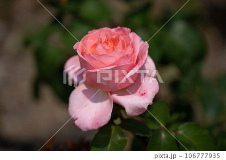 バオレンジ色のバラ、CDルイーズ 106777935