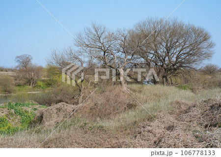 冬の河川敷の草原の木々と芽吹き始めた草花 冬の河川敷の草原の木々と芽吹き始めた草花 106778133