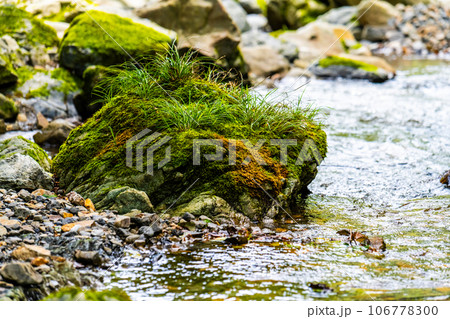 Image photo 106778300