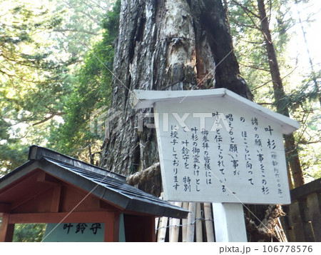 日光東照宮の叶う杉 106778576