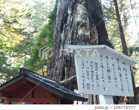 日光東照宮の叶う杉 106778577