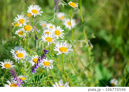 White daisies and pink herbs blossomed in the meadow. Ivan tea blooms among the forest on a sunny day in June.beautiful wildflowers background. summer nature. 106778596