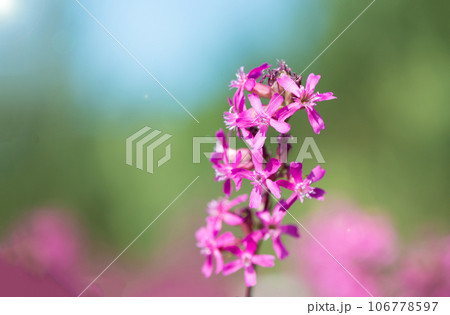 beautiful wildflowers background. summer nature. Ivan tea blooms in a meadow among the forest on a sunny day in June 106778597