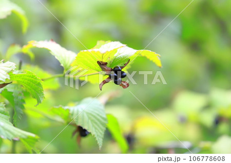 熟したシロヤマブキ（白山吹）の果実  106778608