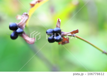 熟したシロヤマブキ（白山吹）の果実  106778612