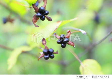 熟したシロヤマブキ（白山吹）の果実  106778721