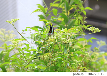 薮枯（ヤブカラシ）の蜜を吸うアオスジアゲハ 106779017