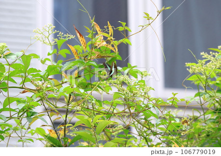 薮枯(ヤブカラシ)の蜜を吸うアオスジアゲハ 薮枯(ヤブカラシ)の蜜を吸うアオスジアゲハ 106779019