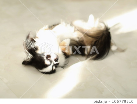 チワワ チワワ 106779310